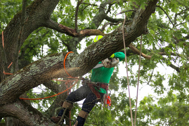 Leaf Removal in Quinlan, TX